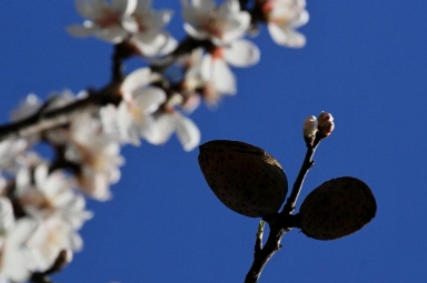Olio di mandorle: in cosmesi un vero toccasana Olio di mandorle: in cosmesi un vero toccasana