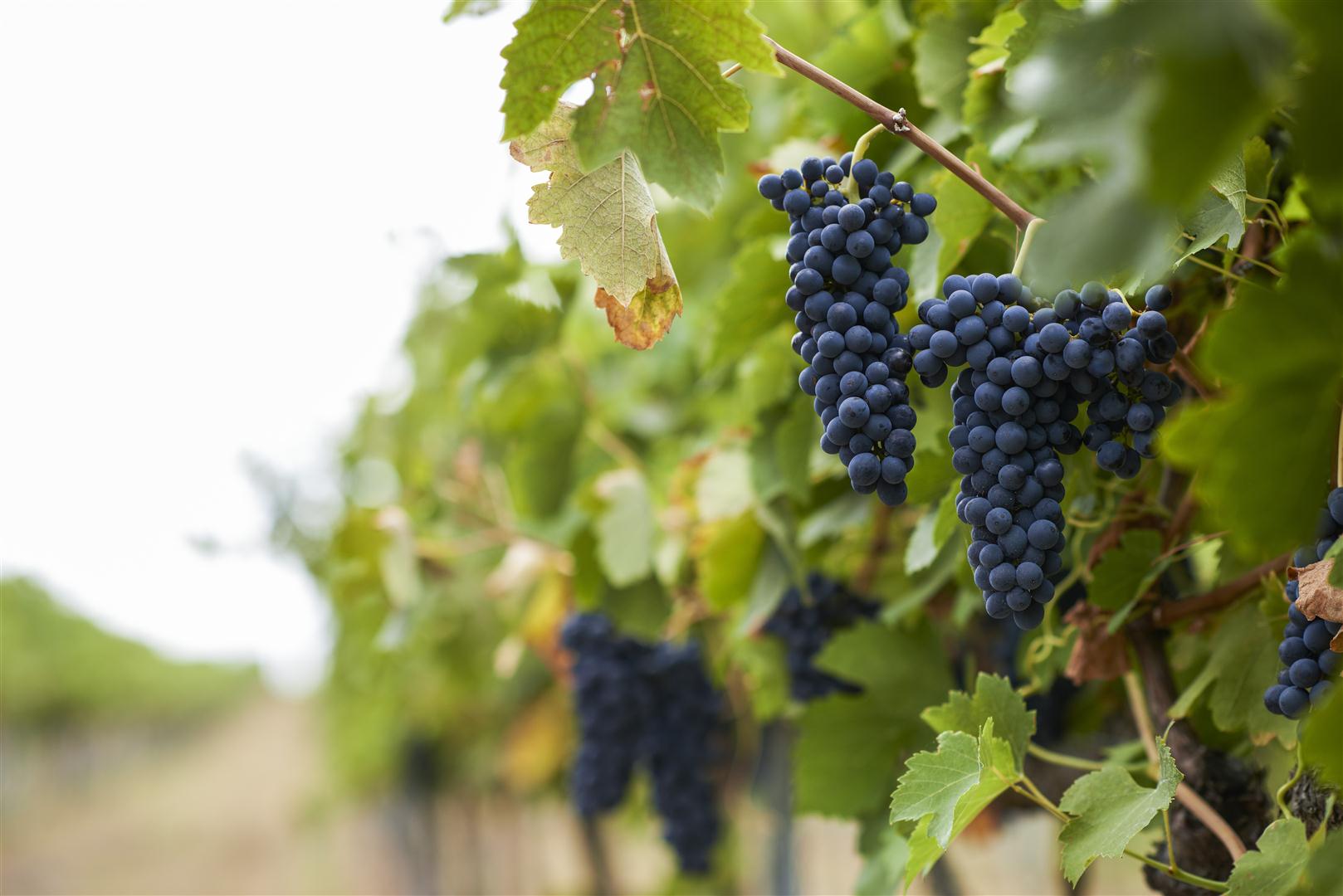 I numeri dell'agroalimentare italiano I numeri dell'agroalimentare italiano
