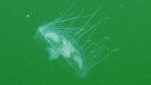 Clima, trovate meduse nei laghi alpini: la "colpa" è del caldo eccessivo Clima, trovate meduse nei laghi alpini: la "colpa" è del caldo eccessivo