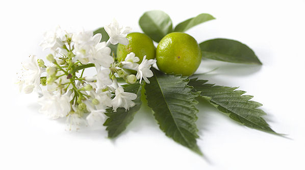 Tonificante e stimolante, l’olio essenziale di patchouli per pelli morbide e lucenti Tonificante e stimolante, l’olio essenziale di patchouli per pelli morbide e lucenti