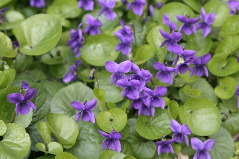 Violetta contro acne ed eczemi Violetta contro acne ed eczemi