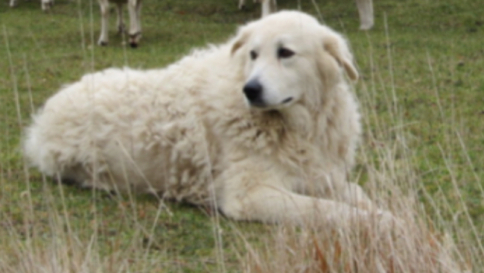 Aggredita da branco, viene salvata da Osvaldone: L'Aquila ha il suo cane-eroe Aggredita da branco, viene salvata da Osvaldone: L'Aquila ha il suo cane-eroe