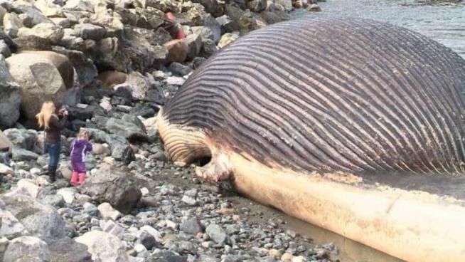 Pericolo per la carcassa di una balena: "E' piena di gas, potrebbe esplodere" - 1 Pericolo per la carcassa di una balena: "E' piena di gas, potrebbe esplodere"