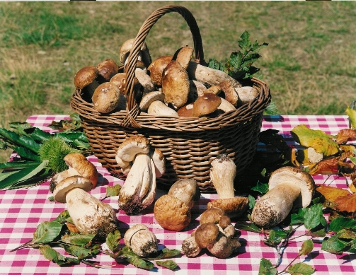Appennino parmense, appuntamento al fungo Appennino parmense, appuntamento al fungo