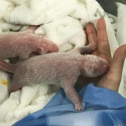 Berlin Zoo in celebration: here are the first baby pandas born in Germany