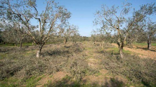 ulivo ulivi xylella