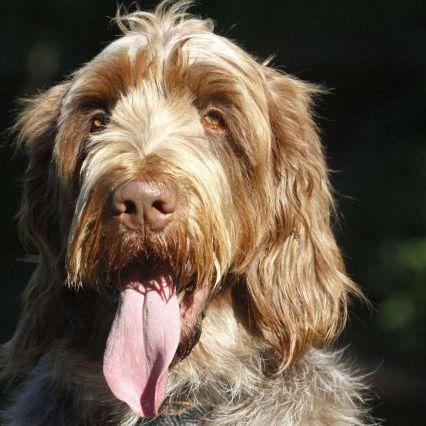 Arabadan atılan köpek Treviso öldü: Failin peşinde