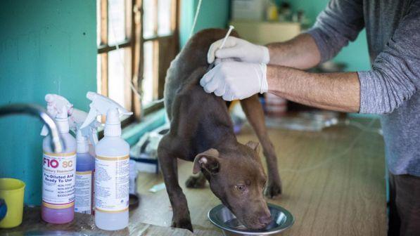 Veterinario, cane