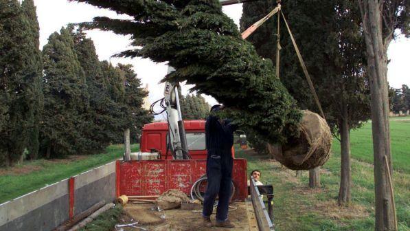 alberi piantati