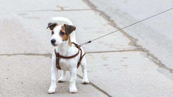 jack russell