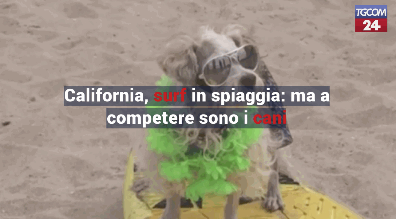 California, surf in spiaggia: ma a competere sono i cani