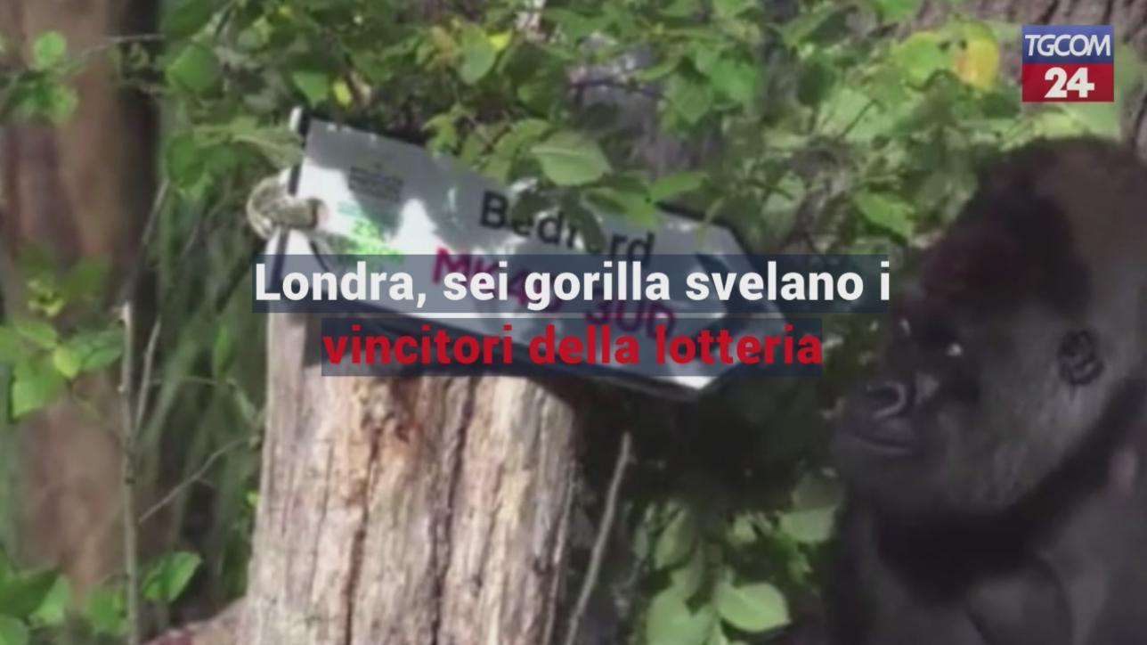 Londra, una famiglia di gorilla svela i vincitori della lotteria inglese 