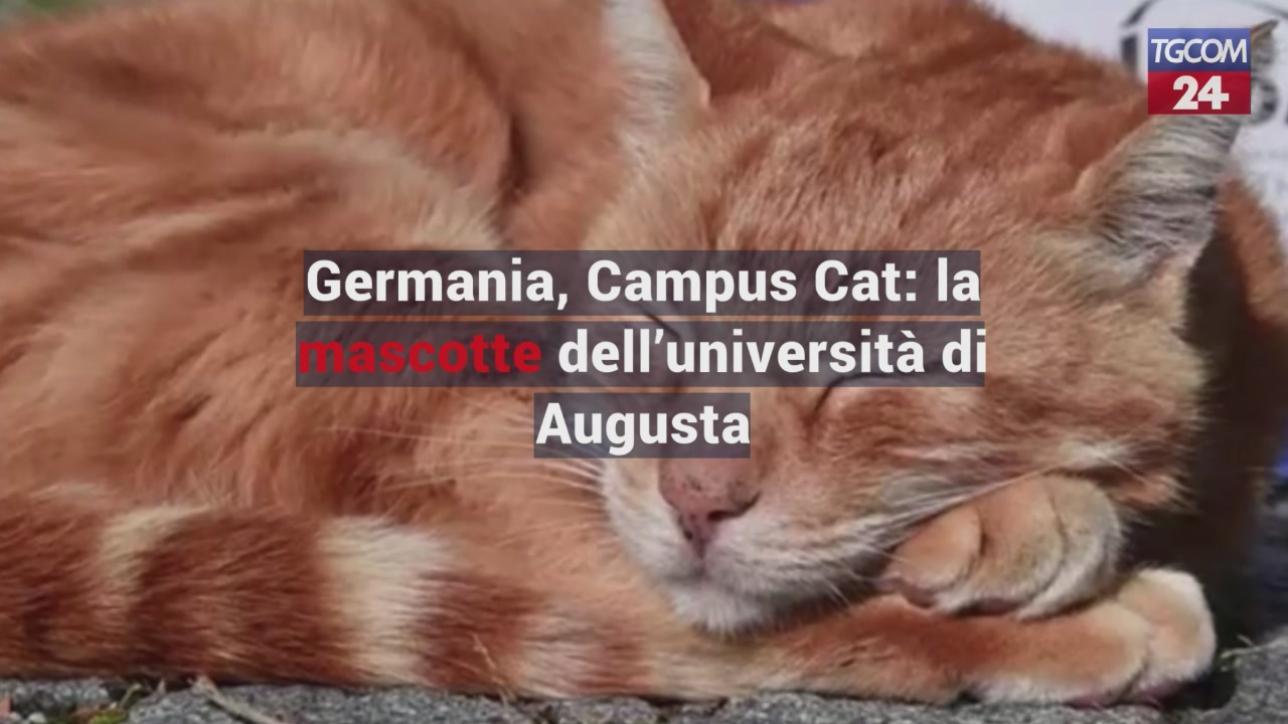 Germania, Campus Cat: la mascotte dell'università di Augusta 
