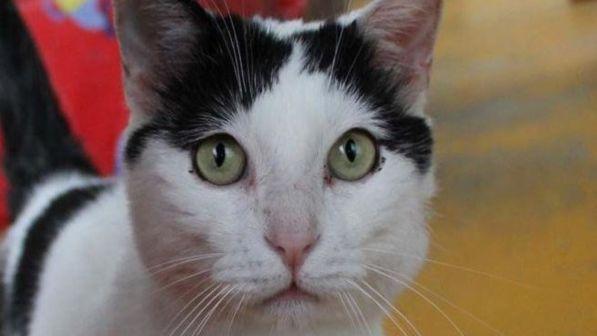 Il gatto Pilù è fra i più ricchi del mondo: eredita un milione e mezzo di euro, ma è una fake news - foto 1