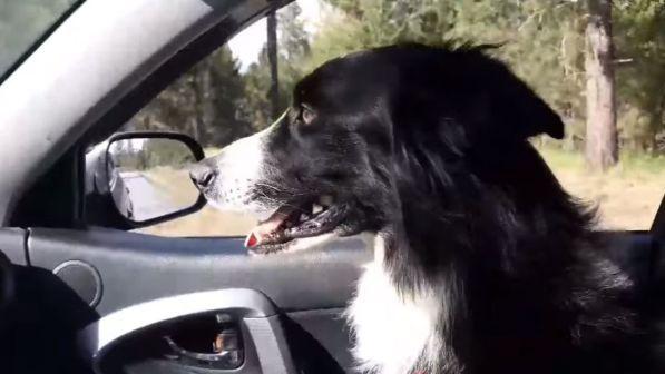 collie katie, cane disperso