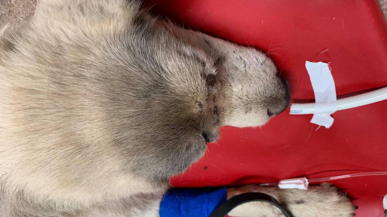 "Gli hanno sparato e lo hanno investito, mi vergogno": l'ira del sindaco sardo contro chi ha maltrattato il cane Ignazio