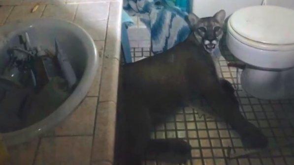PUMA