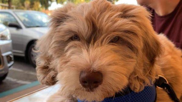 labradoodle