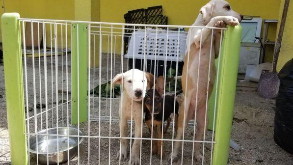 dorian, cani, strage