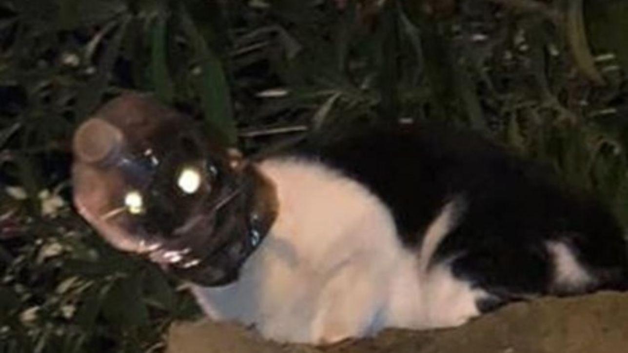 Dopo Verona anche a Roma il caso del gatto con la testa incastrata in una bottiglia: è caccia ai responsabili