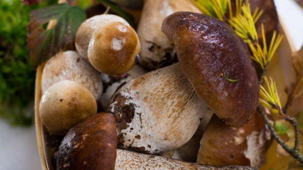 funghi porcini