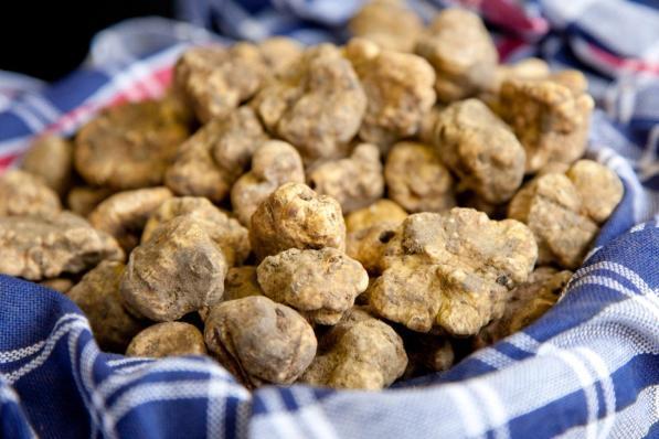tartufi, sagre