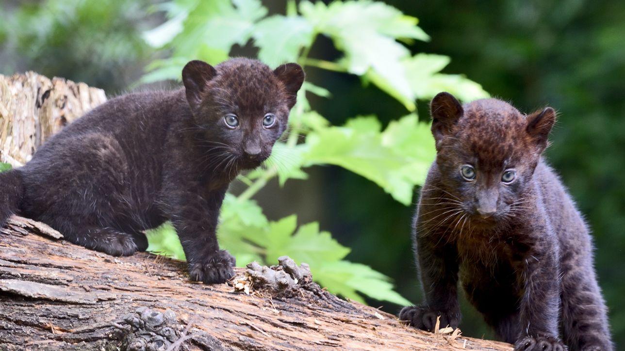 Nati due cuccioli di pantera nera