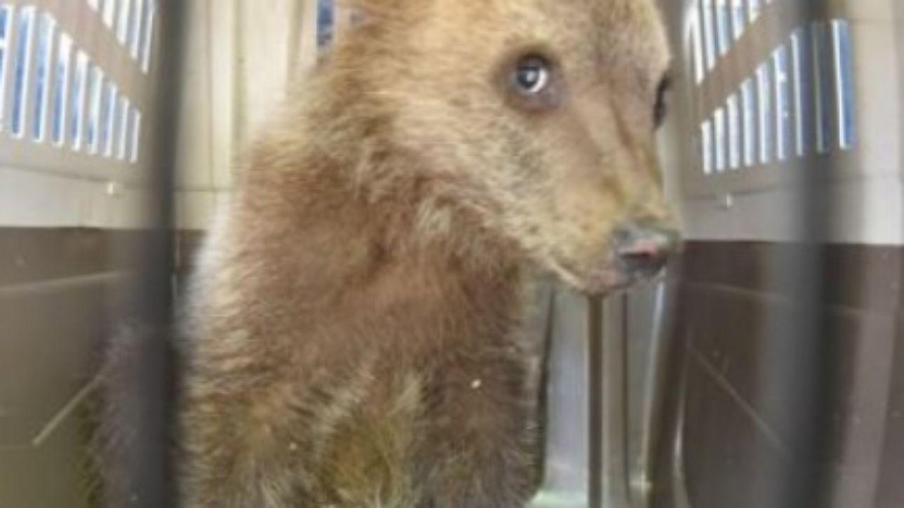 Orsetto smarrito ritrova la madre nel Parco d'Abruzzo, gli esperti: "Caso mai documentato in Italia"