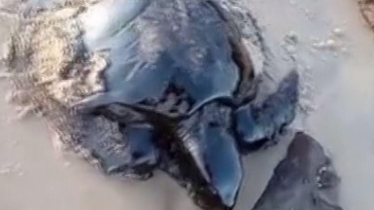 Brasile, chiazze di petrolio su centinaia di spiagge: 105 le località coinvolte