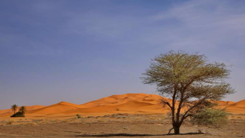 Clima, presto una barriera verde "fermerà" il deserto in Sudan Clima, presto una barriera verde "fermerà" il deserto in Sudan