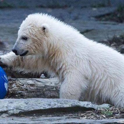 Berlin, chosen the name of the new zoo puppy: it's called Hertha