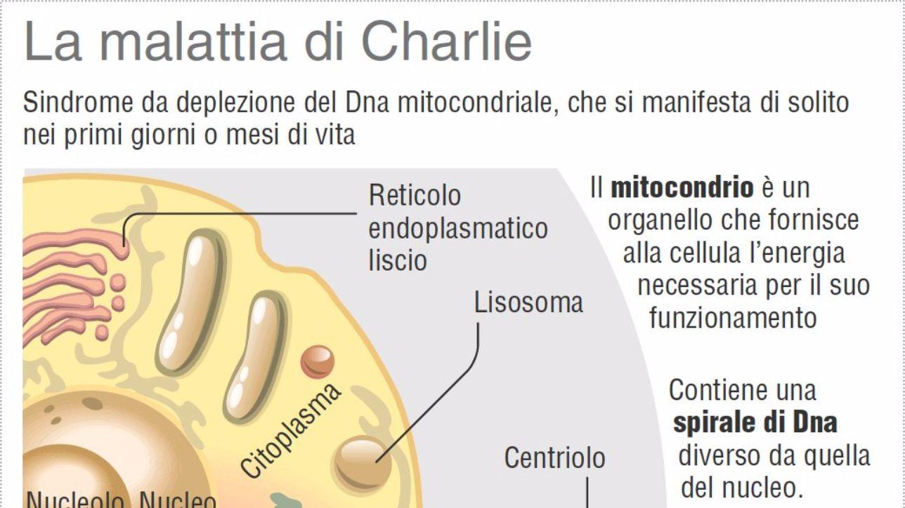 Charlie Gard, che cos'è la sindrome da deplezione del Dna mitocondriale ...