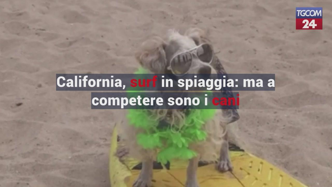 California, surf in spiaggia: ma a competere sono i cani